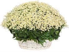 Цветочная композиция из Ромашки в корзине #REPLACE_PRED# Джуце